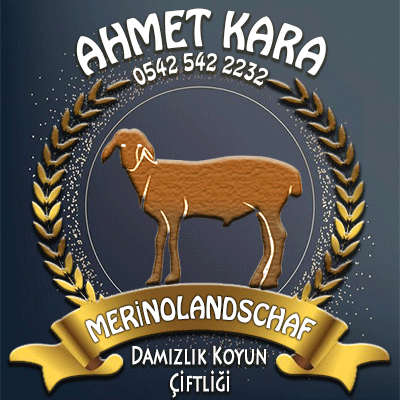 Merinolandschaf-ciftliği-ahmet-kara.png